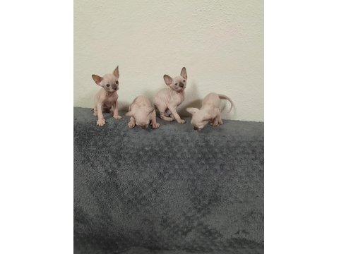 1 Aylık Sfenks Yavrular