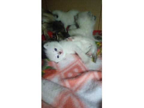 Siyam Ve Golden N11 Kedi Kırması