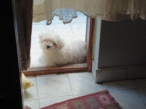 4 Tane Birbirinden Tatlı Maltese Terrier Yavruları