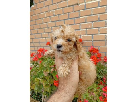 Maltipoo Minik Şekerler