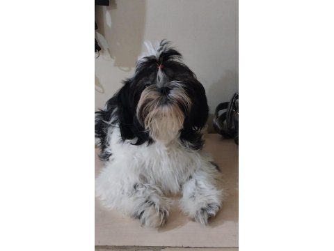 Yavru Shih Tzu