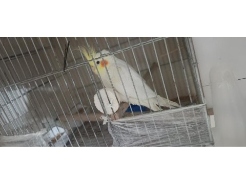 Çift Sultan Papağanı