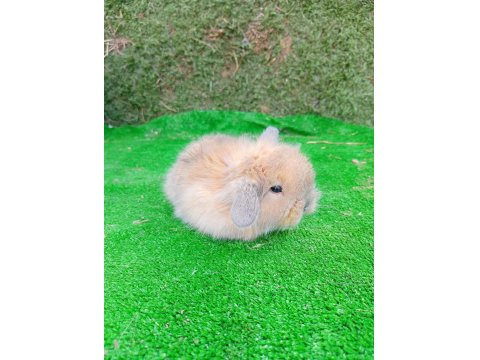 Hollanda Teddy Lop Tavşan Yavrular