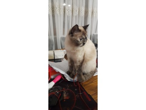 Pamuk British Kızımız