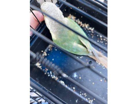 Ful Evcil Konur Papağanı