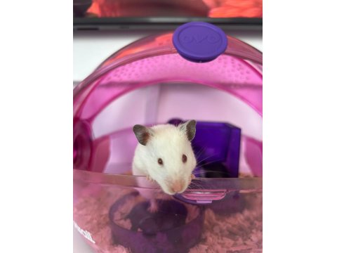 Hamster Ailesi