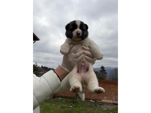 Orjinal Safkan A Kalite Amerikan Akita Yavruları