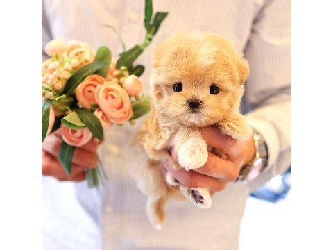 2 Aylık Korean Toy Poodle Yavrularımız