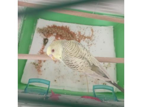 6 Aylık Erkek Muhabbet Kuşu