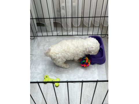 Maltese 2 Aylık Yavru