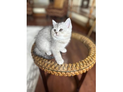 British Shorthair Dişi Yavru Kedi Brı As 22