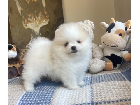 Ayı Surat Pomeranian Boo Köpekler