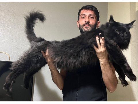 Blue Ve Black Smooke Maine Coon