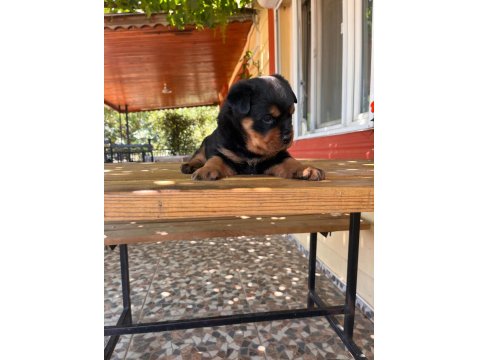 A Kalite Macar Kafa Rottweiler Bebek Köpekler