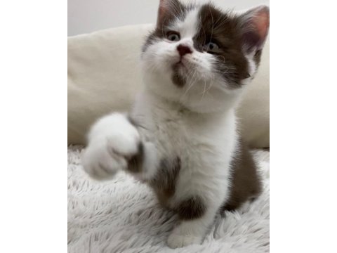 Safkan British Shorthair Chocolatte Bicolor