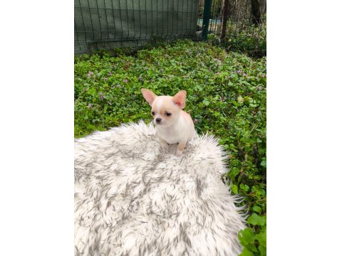 Beyaz Krem Elma Kafa Küt Burun Mükemmel Anatomi Yavru Şivava