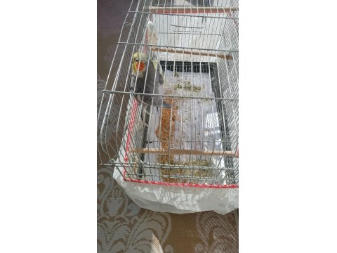 İki Yaşında Sultanlar