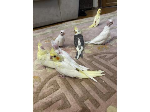 El Besleme Yavru Sultan Papağanları