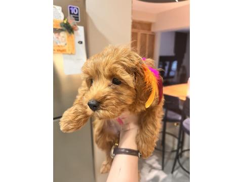 0 Numara Red Brown Dişi Aşılı Poodle