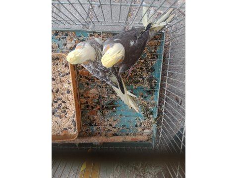 Yavru Sultan Papağanlar