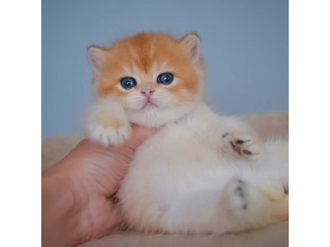 Şampiyon Golden British Shorthair Yavrumuz