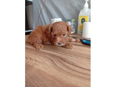 Safkan Red Brown Teacup Poodle