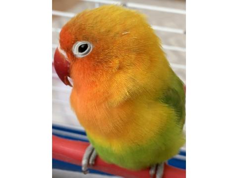 Cennet Sevda Papağanı