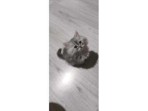 Kül Kedisi Tatlı Chinchilla Yavrularım