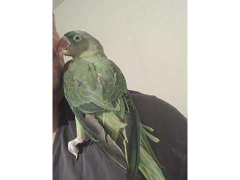 Bir Yaşında Dişi Evcil Alexander (İskender Papağanı)