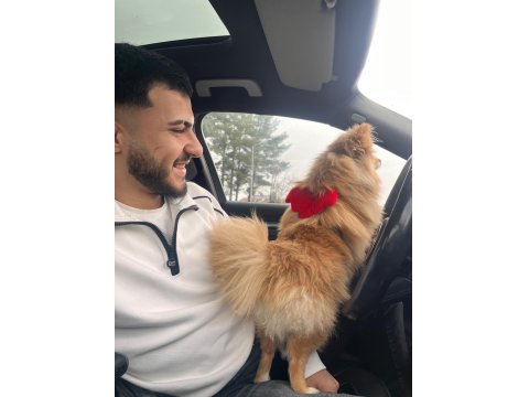 10 Aylık Dişi Pomeranian