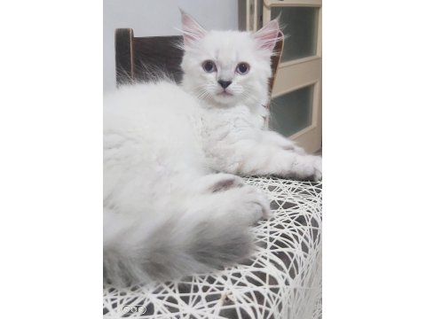 Scottish Straight Red Point Silver Erkek 21 Nisan Doğumlu