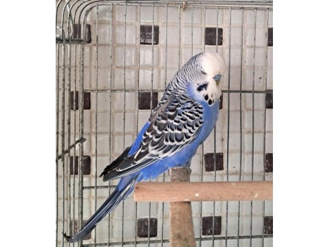 Uygun Eşe Hazır Verimli Damızlık Erkek Ve Dişi Kuşlar