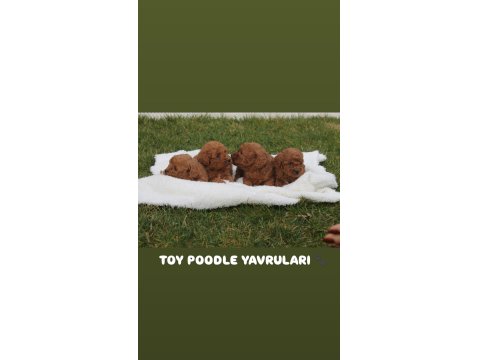 Toy Poodle Yavru Köpekleri
