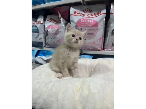 Irkının En İyi Örneklerinden British Yavrularımız Yuvaya Hazır