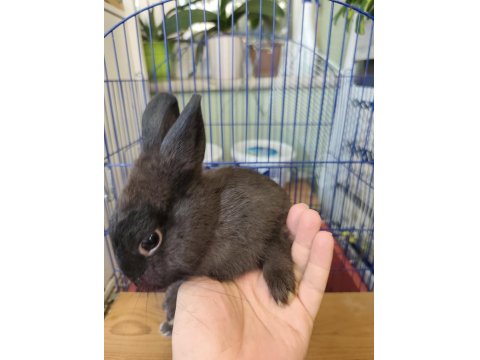 Hollanda Cücesi Tavşan Eşli Yada Tek Olarak Siyah Beyaz