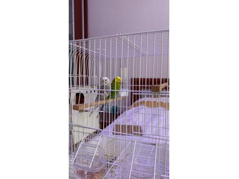 Çift Muhabbet Kuşu (Uygun Fiyat)