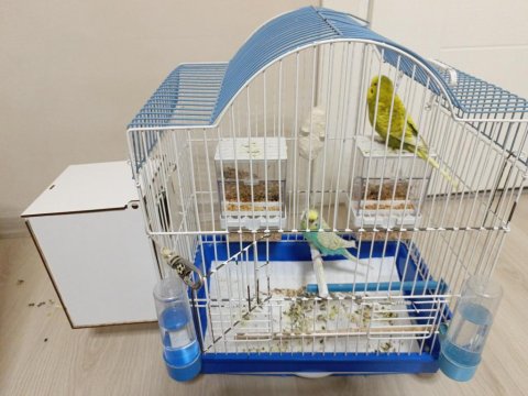 Evcil Ve Alışkındır Çocuklu Aileler Ve Üreticiler İçin On Numara Fiyat