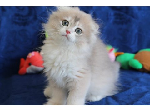 Sevimli Scottish Fold Bebekler Yeni Yuvasını Arıyor