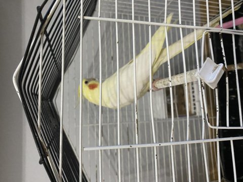 Ele Alışkın Lutino Sultan Papağanı