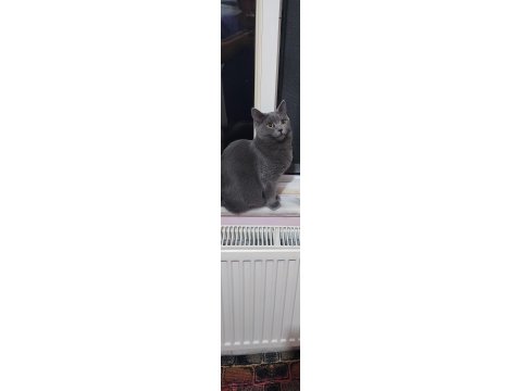 British Shorthair Ücretsiz Sahiplendirme