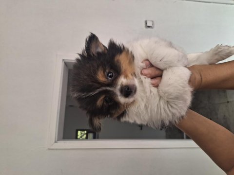 2 Aylık Pomeranian Yavrular