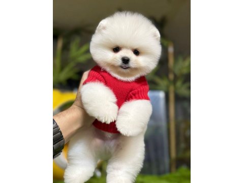 Üst Düzey Pomeranian Boo Yavrularımız