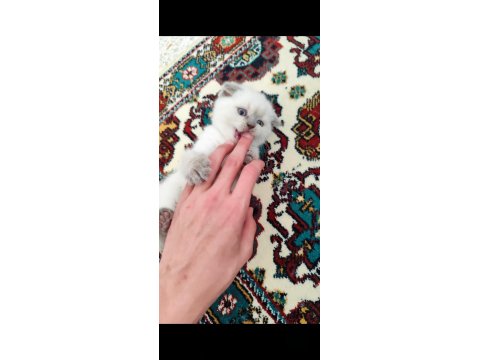 Adana Scottish Blue Point Dişi 45 Günlük Kedimiz