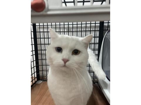 Ücretsiz Sahiplendirme Van Kedimiz