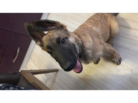 5 Aylık Safkan Yakışıklı Mı Yakışıklı Erkek Belçika Kurdu