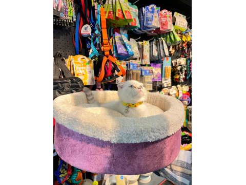 Show Boy Show Kalite Scottish Fold Dişimiz