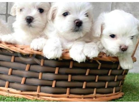Maltese Terrier Evimin Neşeleri