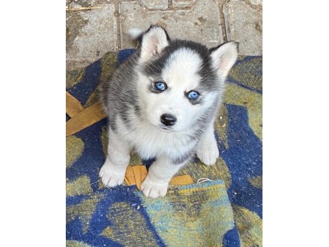 Irk Garantili Husky Yavrularımız
