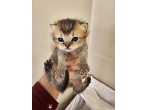 Scottish Fold Ve Straight Kediler