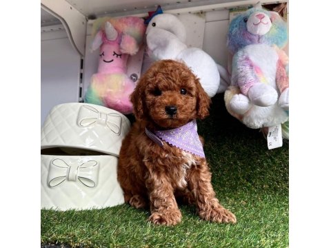 Safkan Toy Poodle Yavrularımız